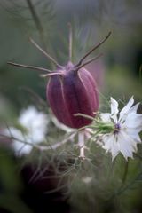 花の種】３０粒 ミニひまわり 小夏 世界最小クラス - びびび（西岬