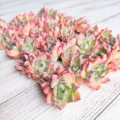 25 ブラックスワン 双頭 多肉植物 カット苗 エケベリア