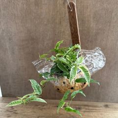 フィカス サギッタータ 斑入り ココポット 現品 Ficus sagittata クワ科 フィカス属 フィカス ラディカンス 観葉植物 観葉 植物 斑入り 斑 レア インテリア おしゃれ おすすめ プレゼント かわいい グリーン