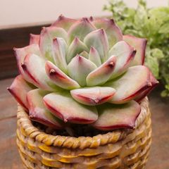 MA119	コロラビン	【イータニク】多肉植物　韓国苗　第四種郵便発送
