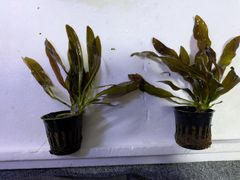 『Sサイズ』エキノドルス　ルビン　水中葉　１POT