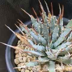 アガベ　セット　（柊月&聖火） アガベ セット （柊月&聖火）