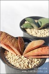 春鶯囀 ガステリア Mサイズ 5.5cmポット gasteria satsusatsunomatsu 多肉植物 多肉永遠