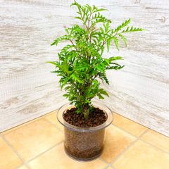【観葉植物　ハイドロカルチャー】クリア150　ハイドロコーン植え　ポリシャス