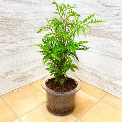 観葉植物 うずまき トルネード ポリシャス 20年もの - www.ukrayna.com