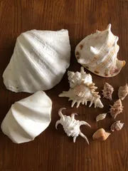 ブチェラッティ テングガイ科（アクキガイ科）の巻貝。 ブチェラッティ テングガイ科（アクキガイ科）の巻貝。 - メルカリ