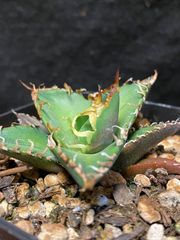 アガベ　スナグルトゥース　プレステラ120　メルカリ便 2025年最新】スナグルトゥースの人気アイテム - メルカリ