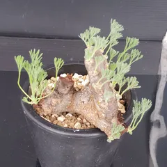 2025年最新】モンソニアの人気アイテム - メルカリ