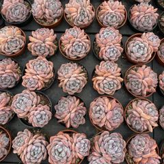 flower 本舗 - メルカリShops