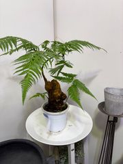 シダ　キンモコウ　チャウチャウゴールデン　5号　清涼感　観葉植物　インテリア　グリーン　爽やか　可愛い　オシャレ