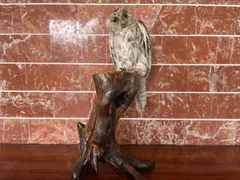 2024年最新】フクロウ剥製の人気アイテム - メルカリ