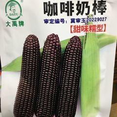 とうもろこし　種　咖啡奶棒　25粒　粘玉米 モコモコとうもろこし