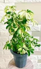 シェフレラコンパクタ⭐️斑入りカポック⭐️観葉植物