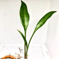 【希少種】サンスベリア スプーンリーフ