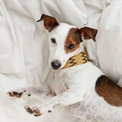 Buddys　Peruvian 首輪 Yellow/Mサイズ