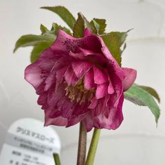 クリスマスローズ　開花株　4号ラベル苗【個体番号B-1】※メルカリ便発送