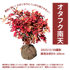 オタフク南天（根巻き）