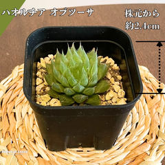 【沖縄育ち】約2.4㎝ ハオルチア オブツーサ 多肉植物 かわいい 育てやすい 南国 1-7