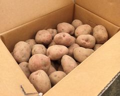 北海道 産地直送 知床熟成じゃがいも【紅あかり】5kg