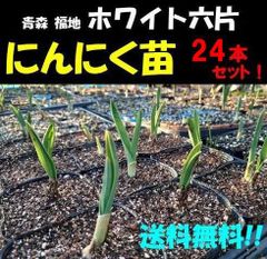 にんにく苗(ホワイト六片/青森 福地/国産) 24本　　暖地用・無農薬　ニンニク