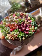 ギフト 多肉植物 寄せ植え そのまま飾れる ブーケ寄せ オーダー制