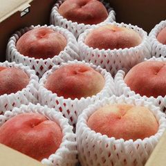 常温　川中島白桃５ｋｇ（１８玉前後）長野県産【配送先：東北～関西地域限定】８月２０日前後～出荷