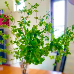 2025年最新】ドウダンツツジの人気アイテム - メルカリ