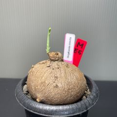 ステファニア　エレクタ　発根済　発芽済　塊根植物