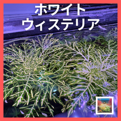 【斑入り】ホワイト・ウィステリア １本 アクアリウム 水草 2HR Plants Works