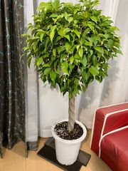 ベンジャミン A12 幹太樹形 現物販売 室内 インテリア 観葉植物