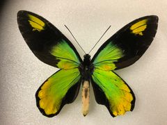 蝶の標本★ガダルカナル島産ビクトリアトリバネアゲハ♂No.1
