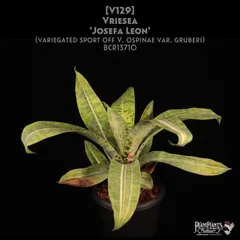 2025年最新】フリーセアの人気アイテム - メルカリ