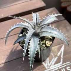 Dyckia hybrid seedling ディッキア ハイブリッド 国内実生