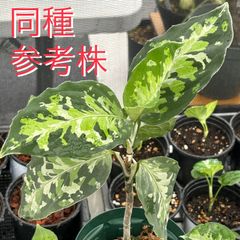 【格安！実生/抜き苗】アグラオネマ  ピクタム  トリカラー  #46  /  斑入り  観葉植物