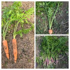 ③固定種人参の種3種 ！育てて食べ比べセット 家庭菜園向け　各3.75ml　約240粒前後　固定種　種子農薬不使用