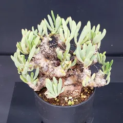 値下げ不可早いもの勝ち！　チレコドン　レティキュラーツス　万物想 コーデックス：チレコドン レティキュラーツス 万物想*幅17cm