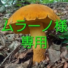 天然きのこ68　アカヤマドリ、ヤマドリタケモドキ、ムラサキヤマドリ3kg