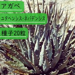 【種子】アガベ　ユタヘンシス・ネバデンシス 種子20粒