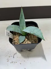 2025年最新】フレキシスピナの人気アイテム - メルカリ