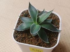 アガベ王妃笹の雪90サイズ抜き苗1株(鉢などは付きません)プランツタグつきS10