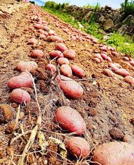A級品 長崎県産 じゃがいも 西海31号 中玉 赤 5kg