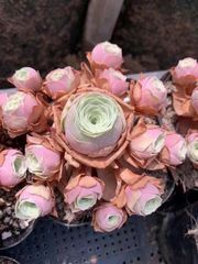 多肉植物　グリーノビア　ロリンカ　群生しやすい品種　カット苗　１株