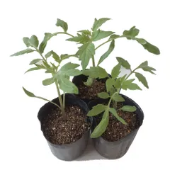 【まー！様専用】アロイトマト苗 6ポット 農薬不使用