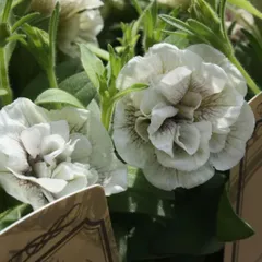 2024年最新】小輪ペチュニアの人気アイテム - メルカリ 