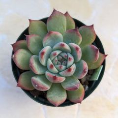 多肉植物エケベリア　桃太郎