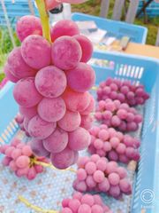うまぶどうウマブドウ 馬ぶどう実800g （400gx2）焼酎漬用選別冷凍