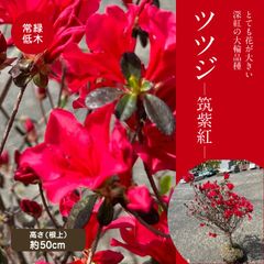 ツツジ　筑紫紅ーチクシベニー