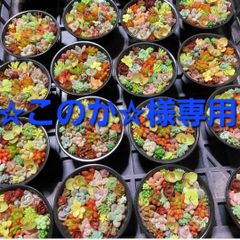 ☆このか☆様専用