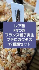 プテロカクタス　フルセット　種子16種類　5粒ずつセット プテロカクタス フルセット 種子16種類 5粒ずつセット