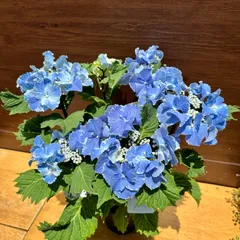 タムタム様ご予約品パキラミルキーウェイ＆スターリットスカイ絢